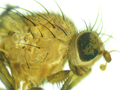 Minettia inusta
